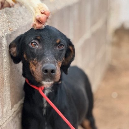 Adoption Pimienta