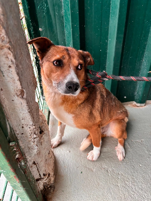 Adopter Cupida