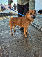 Adopter  chien : Sheeva