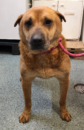 Adopter Sheeva