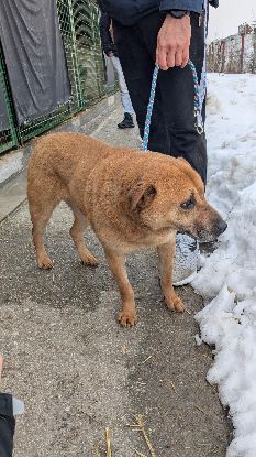 Adopter Sheeva