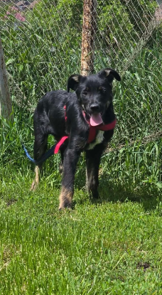 Adopter Othello