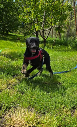Adopter Othello