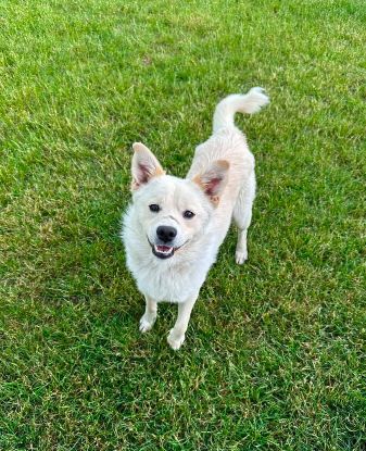 Adopter Mario