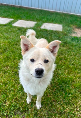 Adopter Mario