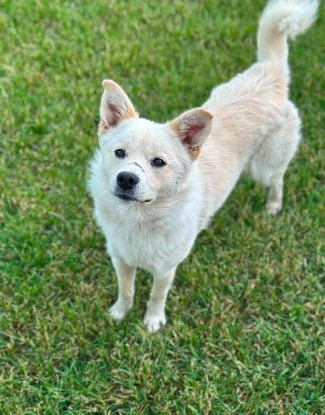 Adopter Mario