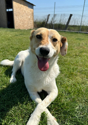 Adopter Aylin
