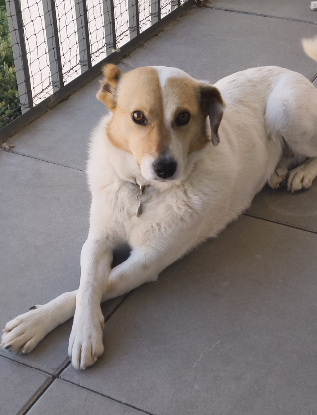 Adopter Aylin