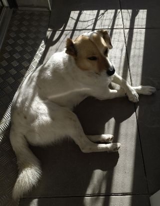 Adopter Aylin