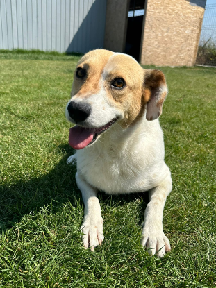 Adoption Aylin