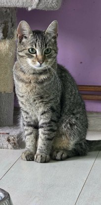 Adopter Tiger
