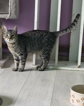 Adopter Tiger