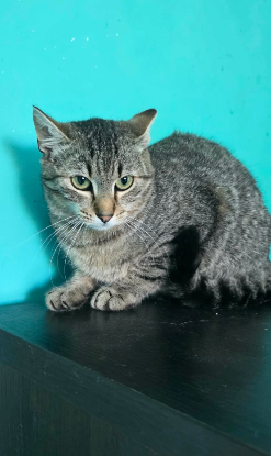 Adopter Tiger