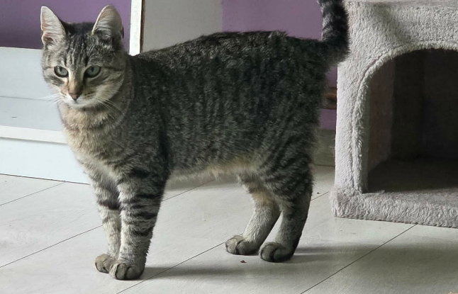 Adoption Tiger