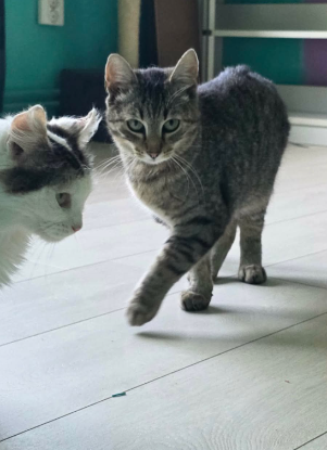 Adoption Tiger
