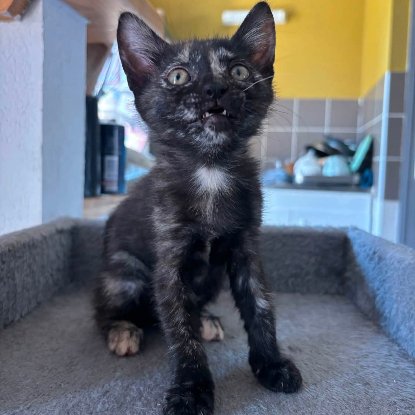 Adopter Gribouille