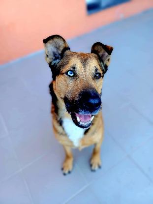 Adopter Saïko