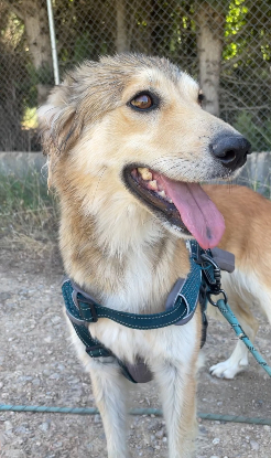 Adopter Yama