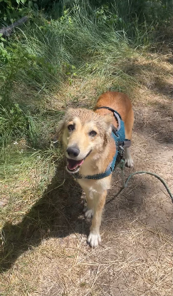 Adoption Yama