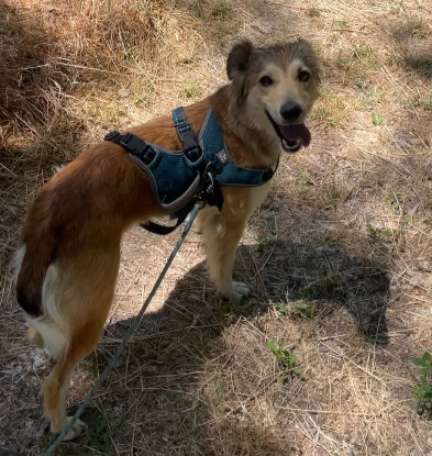 Adoption Yama