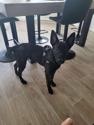 Adopter Akira