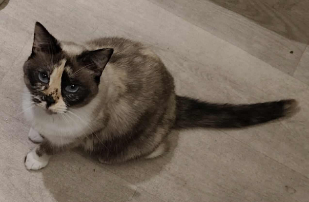 Adopter Héméra