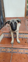 Adopter  chien : Taca