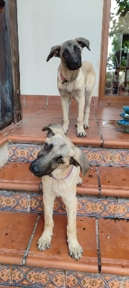 Adopter Taca