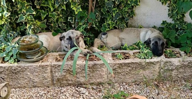 Adopter Taca