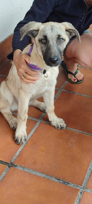 Adoption Taca