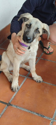 Adoption Taca