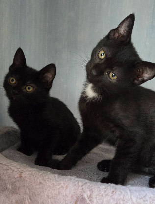 Adopter Goyave et physalis