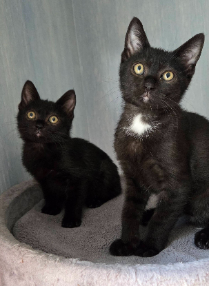 Adopter Goyave et physalis