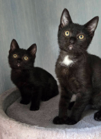 Adopter  chat : Goyave et physalis