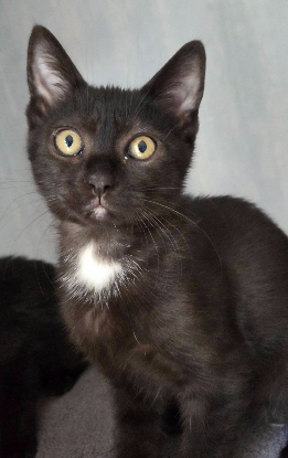 Adoption Goyave et physalis