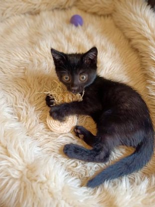 Adopter Aiko et otis