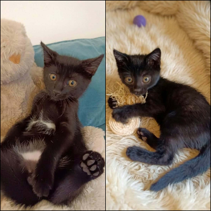 Adopter Aiko et otis