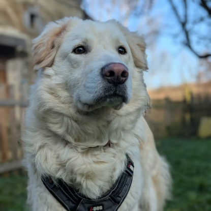 Adopter Leon