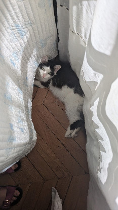 Adopter Charlotte