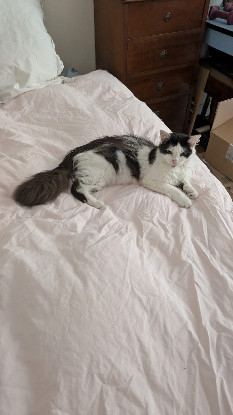 Adoption Charlotte