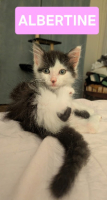 Adopter  chat : Albertine doit être adoptee avec son frère ou avec un chat déj