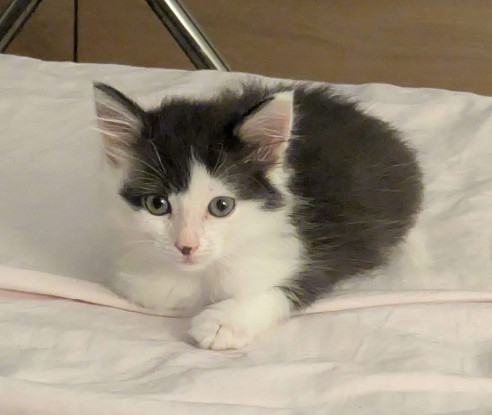 Adopter Albertine doit être adoptee avec son frère ou avec un chat déj