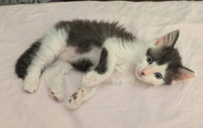 Adopter Albertine doit être adoptee avec son frère ou avec un chat déj