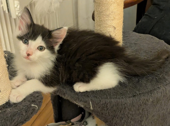 Adoption Albertine doit être adoptee avec son frère ou avec un chat déj