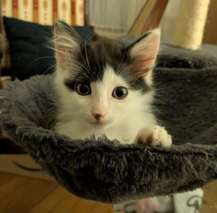 Adoption Albertine doit être adoptee avec son frère ou avec un chat déj