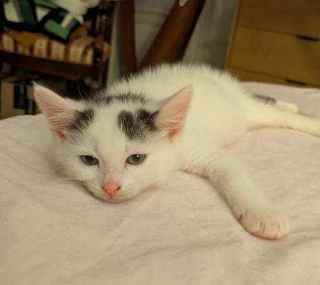 Adopter Sterlitz doit être adopté avec sa soeur ou seul si vous avez déj