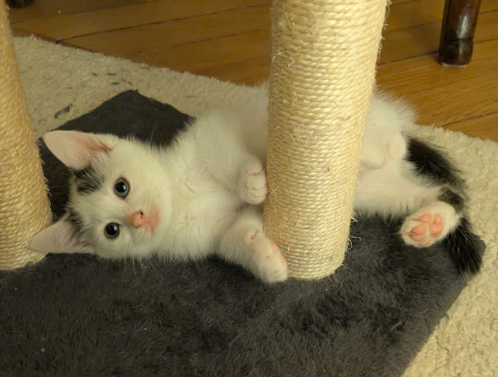 Adopter Sterlitz doit être adopté avec sa soeur ou seul si vous avez déj