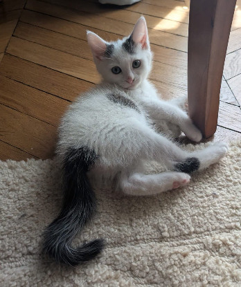 Adoption Sterlitz doit être adopté avec sa soeur ou seul si vous avez déj