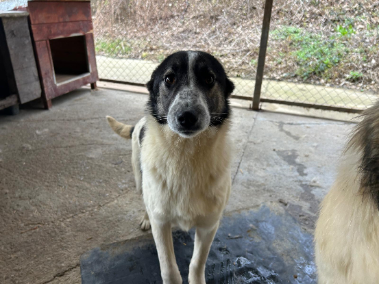 Adopter Alina