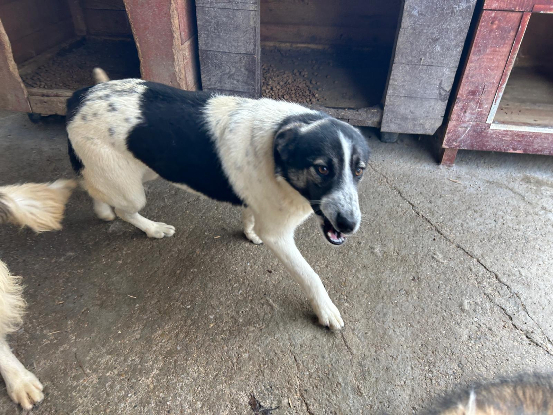 Adoption Alina